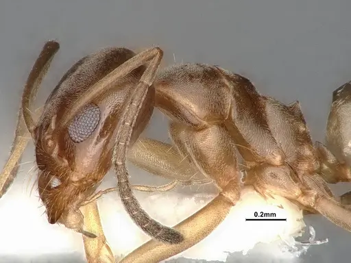 Dorymyrmex flavus specimen CASENT4031330 image casent4031330_4