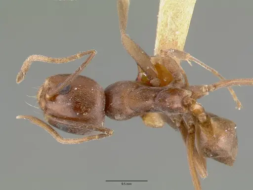 Dorymyrmex flavus specimen CASTYPE00614 image castype00614_1