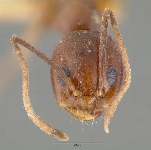 Dorymyrmex flavus specimen CASTYPE00614 image castype00614_2