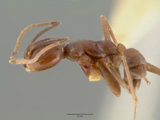 Dorymyrmex flavus specimen CASTYPE00614 image castype00614_3