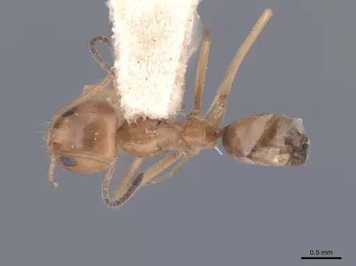Dorymyrmex flavus specimen FMNHINS0000045102 image fmnhins0000045102_1