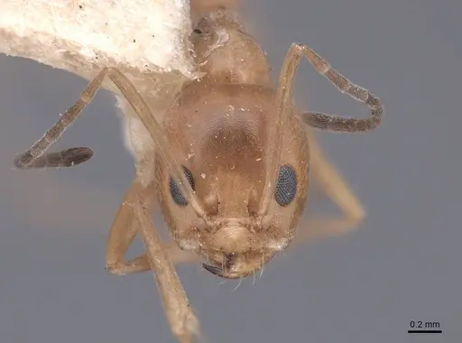 Dorymyrmex flavus specimen FMNHINS0000045102 image fmnhins0000045102_2