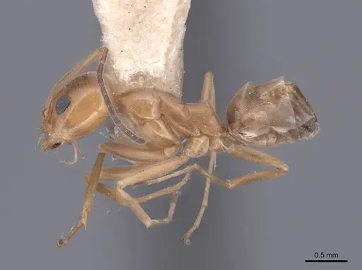 Dorymyrmex flavus specimen FMNHINS0000045102 image fmnhins0000045102_3