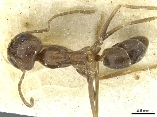 Dorymyrmex fusculus specimen CASENT0911521 image casent0911521_1