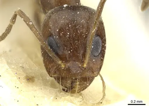 Dorymyrmex fusculus specimen CASENT0911521 image casent0911521_2