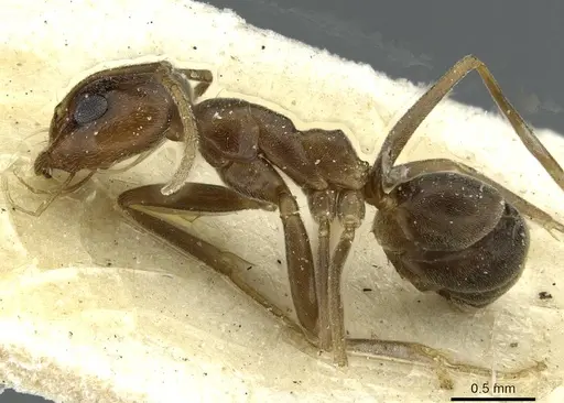 Dorymyrmex fusculus specimen CASENT0911521 image casent0911521_3