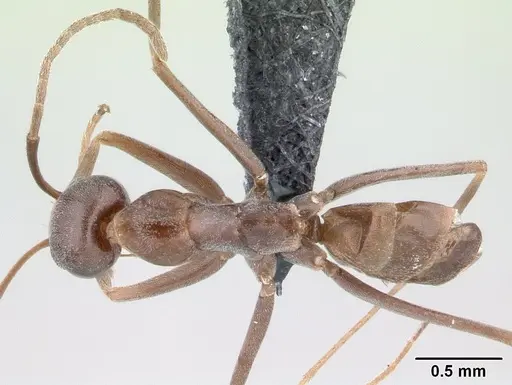 Dorymyrmex goeldii specimen CASENT0192699 image casent0192699_1
