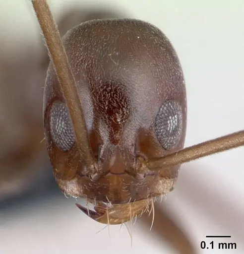 Dorymyrmex goeldii specimen CASENT0192699 image casent0192699_2