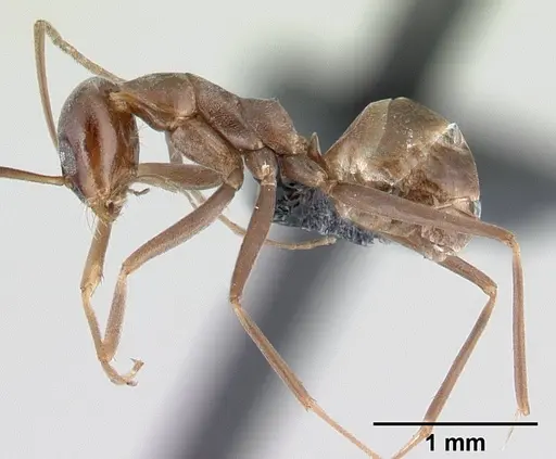 Dorymyrmex goeldii specimen CASENT0192699 image casent0192699_3