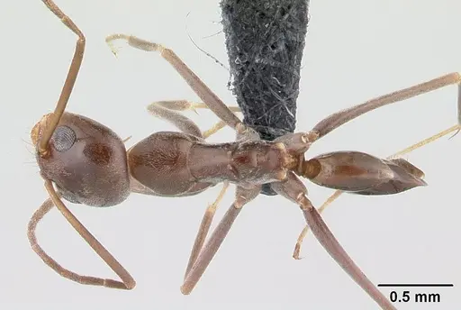Dorymyrmex goeldii specimen CASENT0192702 image casent0192702_1