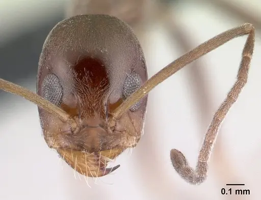 Dorymyrmex goeldii specimen CASENT0192702 image casent0192702_2