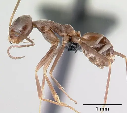 Dorymyrmex goeldii specimen CASENT0192702 image casent0192702_3
