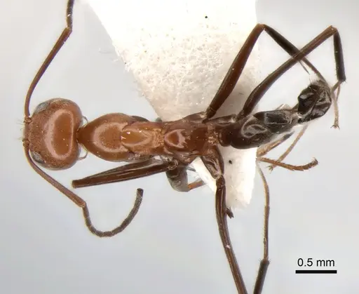 Dorymyrmex goeldii specimen CASENT0841148 image casent0841148_1