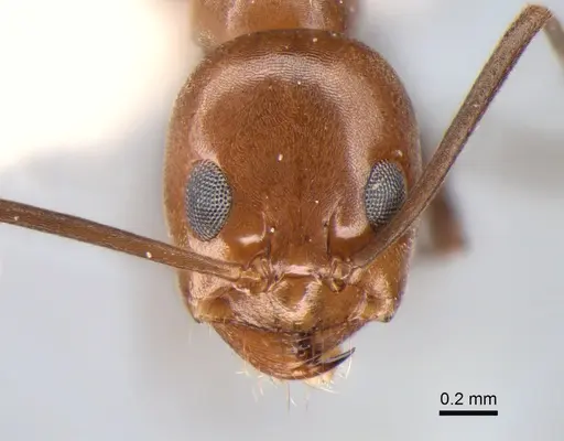 Dorymyrmex goeldii specimen CASENT0841148 image casent0841148_2