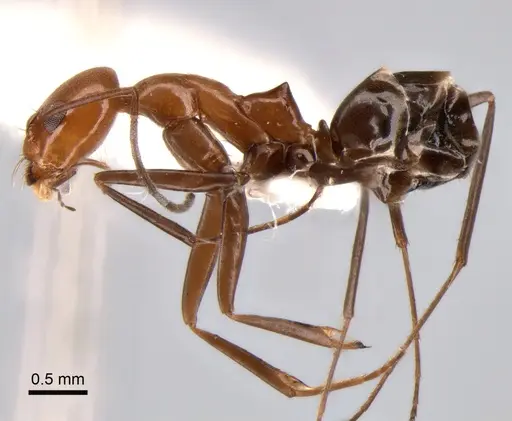 Dorymyrmex goeldii specimen CASENT0841148 image casent0841148_3