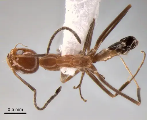 Dorymyrmex goeldii specimen CASENT0841174 image casent0841174_1