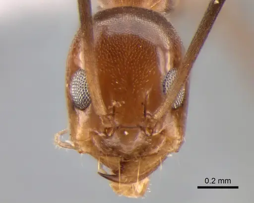 Dorymyrmex goeldii specimen CASENT0841174 image casent0841174_2