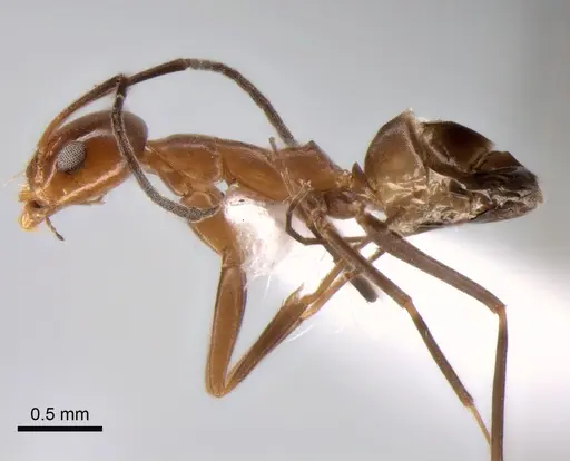 Dorymyrmex goeldii specimen CASENT0841174 image casent0841174_3