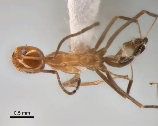 Dorymyrmex goeldii specimen CASENT0841175 image casent0841175_1