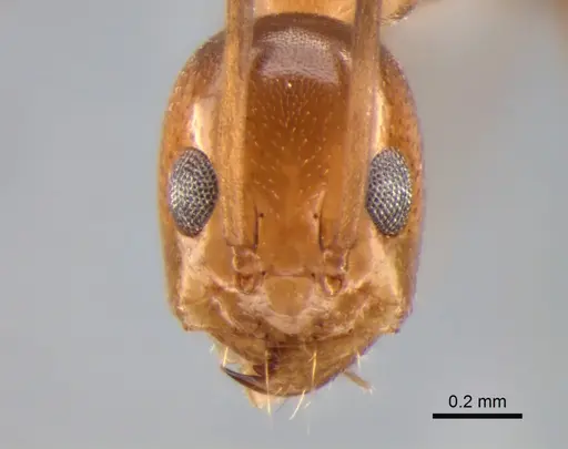 Dorymyrmex goeldii specimen CASENT0841175 image casent0841175_2