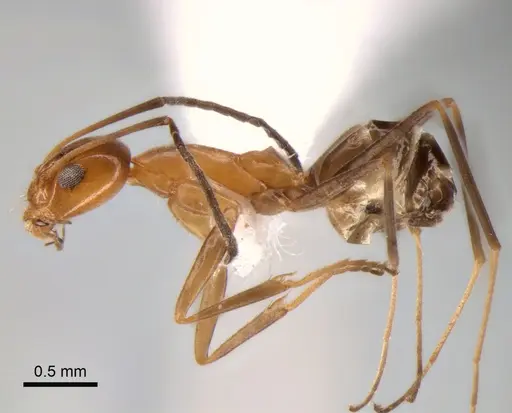 Dorymyrmex goeldii specimen CASENT0841175 image casent0841175_3