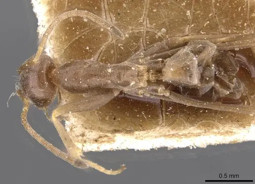 Dorymyrmex goeldii specimen CASENT0909735 image casent0909735_1