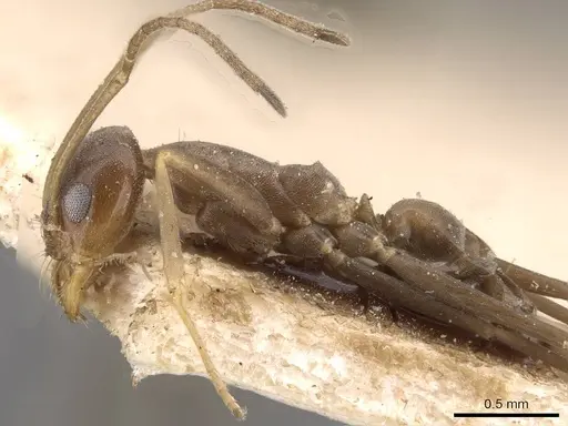 Dorymyrmex goeldii specimen CASENT0909735 image casent0909735_3