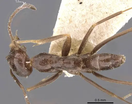 Dorymyrmex goeldii specimen CASENT0909736 image casent0909736_1