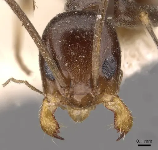 Dorymyrmex goeldii specimen CASENT0909736 image casent0909736_2