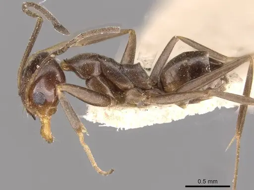 Dorymyrmex goeldii specimen CASENT0909736 image casent0909736_3