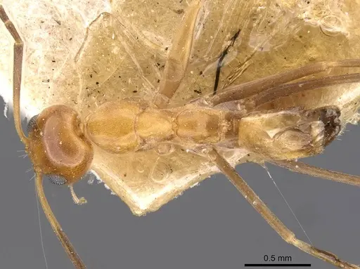 Dorymyrmex goeldii specimen CASENT0909737 image casent0909737_1