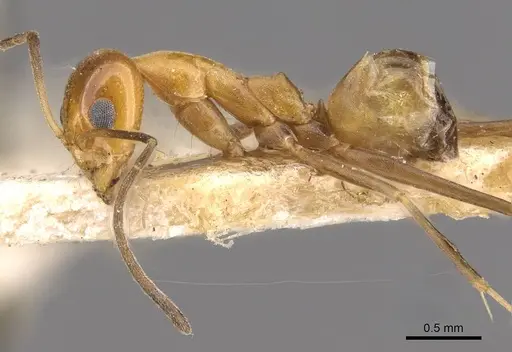 Dorymyrmex goeldii specimen CASENT0909737 image casent0909737_3