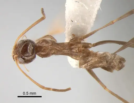 Dorymyrmex goeldii specimen DZUP518118 image dzup518118_1