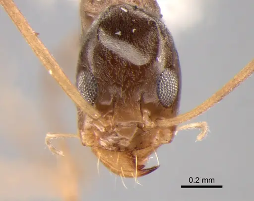 Dorymyrmex goeldii specimen DZUP518118 image dzup518118_2