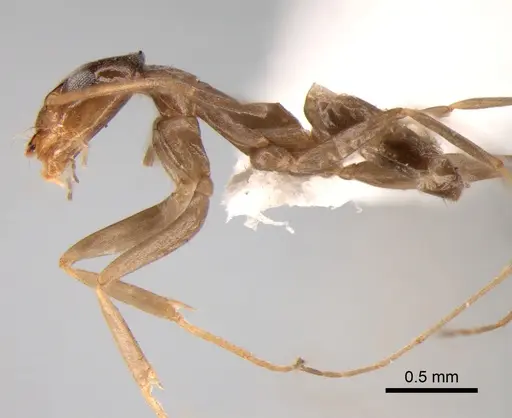 Dorymyrmex goeldii specimen DZUP518118 image dzup518118_3