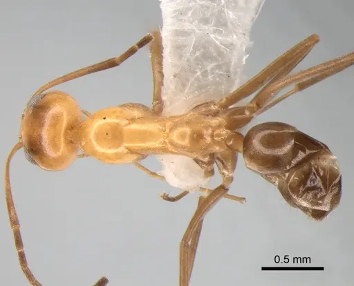 Dorymyrmex goeldii specimen DZUP518126 image dzup518126_1