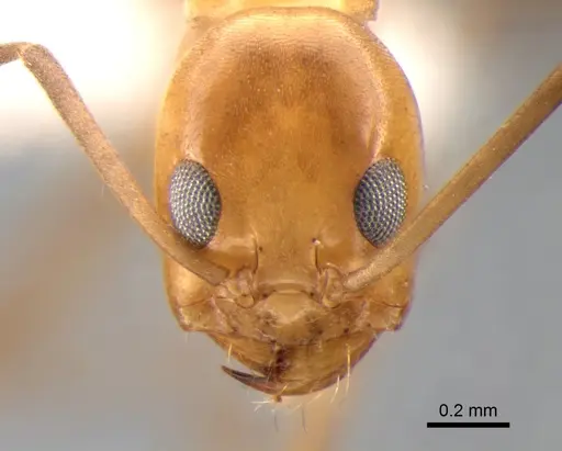 Dorymyrmex goeldii specimen DZUP518126 image dzup518126_2