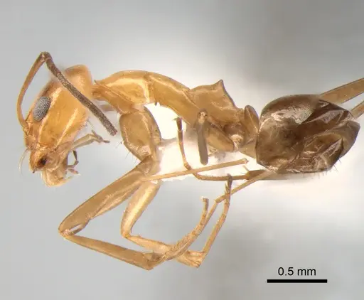 Dorymyrmex goeldii specimen DZUP518126 image dzup518126_3