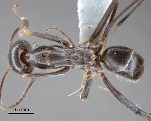 Dorymyrmex goeldii specimen DZUP518161 image dzup518161_1