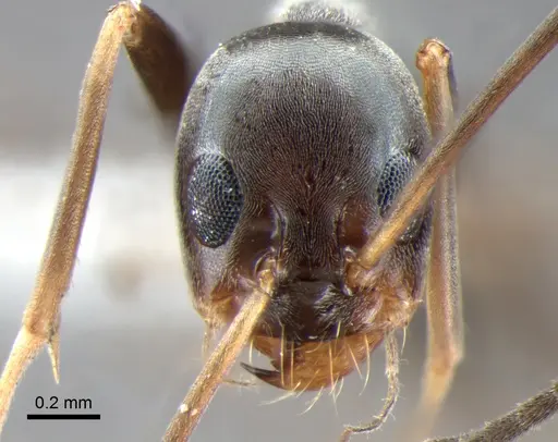 Dorymyrmex goeldii specimen DZUP518161 image dzup518161_2