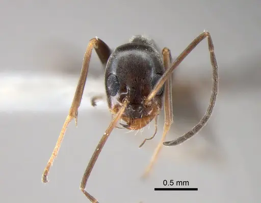 Dorymyrmex goeldii specimen DZUP518161 image dzup518161_3