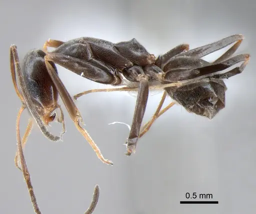 Dorymyrmex goeldii specimen DZUP518161 image dzup518161_4