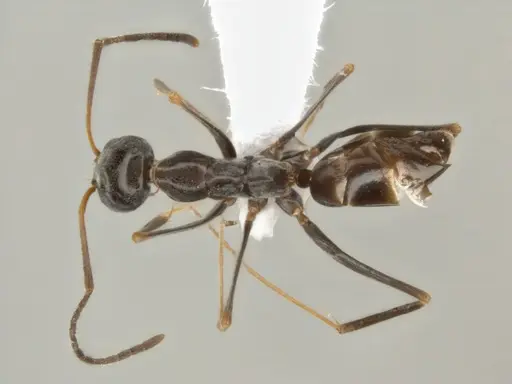 Dorymyrmex goeldii specimen ECOFOG-OI17-0011-05 image ecofog-oi17-0011-05_1