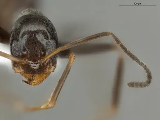 Dorymyrmex goeldii specimen ECOFOG-OI17-0011-05 image ecofog-oi17-0011-05_2