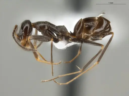 Dorymyrmex goeldii specimen ECOFOG-OI17-0011-05 image ecofog-oi17-0011-05_3