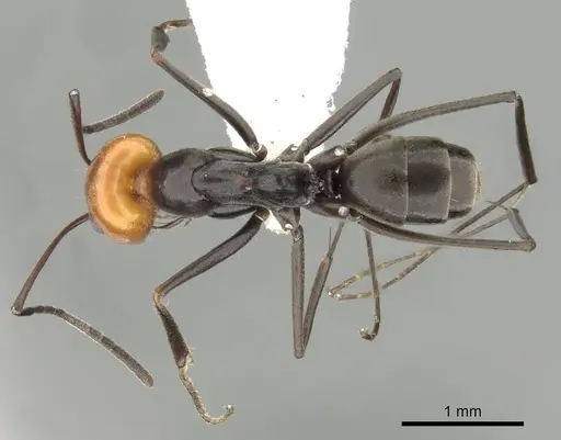 Dorymyrmex goetschi specimen CASENT0249682 image casent0249682_1