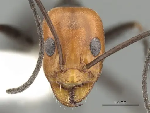 Dorymyrmex goetschi specimen CASENT0249682 image casent0249682_2