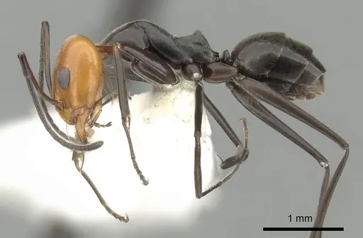 Dorymyrmex goetschi specimen CASENT0249682 image casent0249682_3