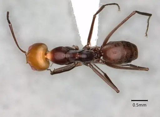 Dorymyrmex goetschi specimen CASENT0841497 image casent0841497_1
