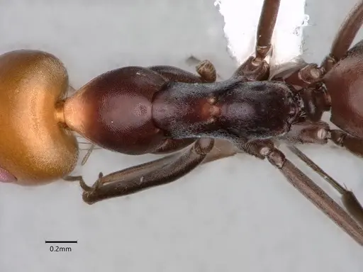 Dorymyrmex goetschi specimen CASENT0841497 image casent0841497_2